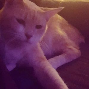 Meet your Posher, Adam